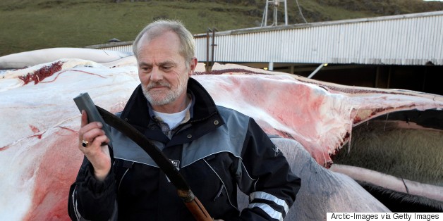 Humans Killed Nearly 3 Million Whales In The 20th Century