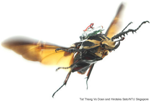 beetle
