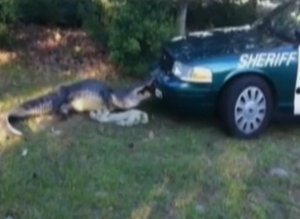 Alligator Attacks Police Car Video
