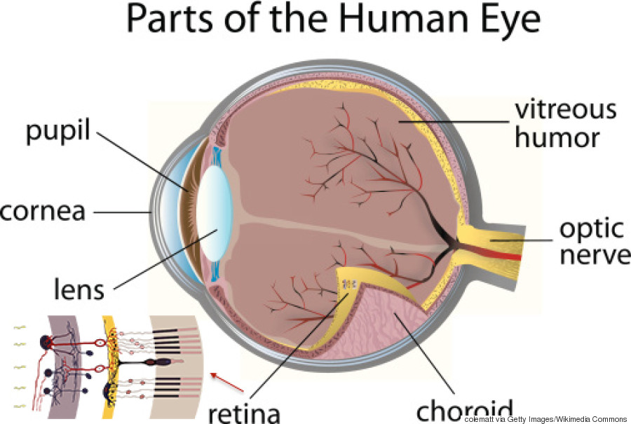 human eye anatomy