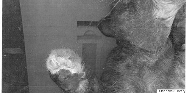 Mysterious Photocopied Cats Popping Up Around University Of Wisconsin Library (UPDATED)