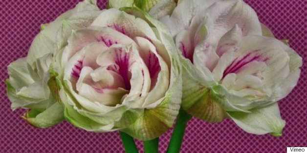 Watch Flowers Spring To Life In This Stunning Time-Lapse