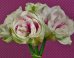 Watch Flowers Of All Colors Bloom Right Before Your Eyes In This Stunning Time-Lapse
