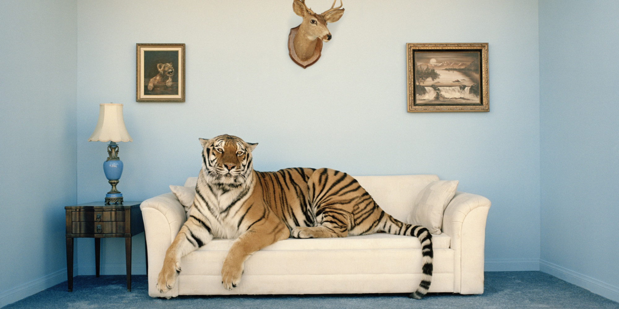 Animal Accents For Your Home, In Order Of Grrreatness HuffPost