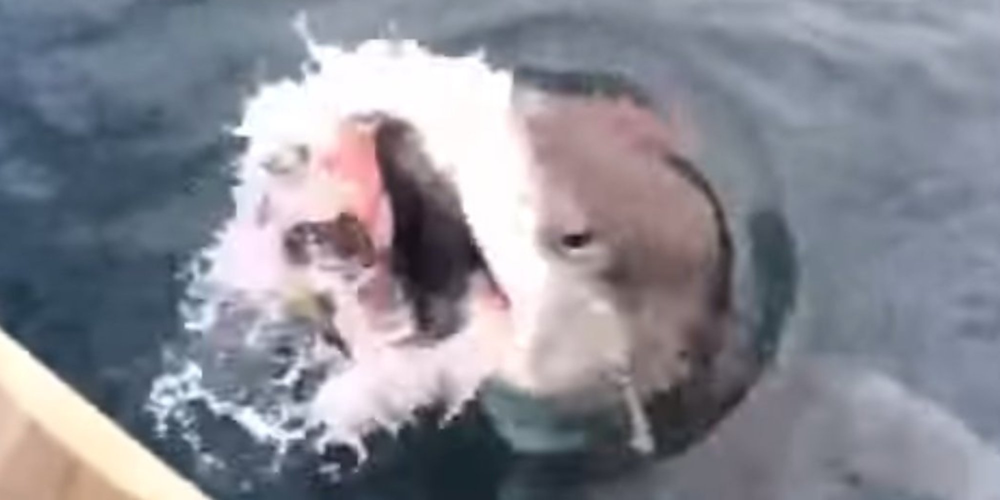 Great White Shark Steals Fisherman's Catch In New Zealand HuffPost