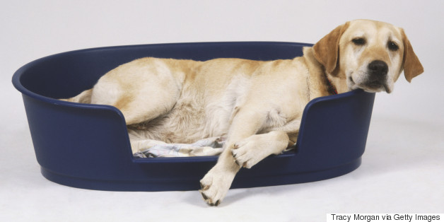 The 8 Germiest Places in Your Home