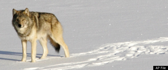 Gray Wolves Endangered Protections Lifted Obama