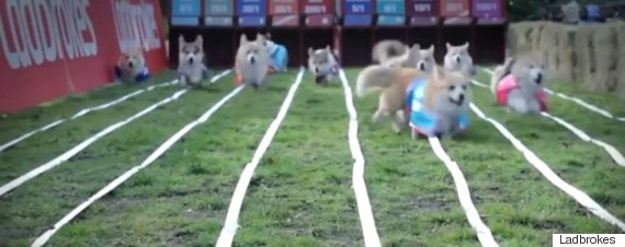 royal baby corgi race