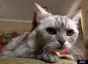 Smokey The Cat Worlds Loudest