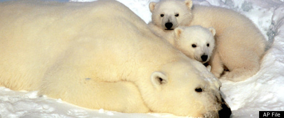 Mercury Arctic Animals