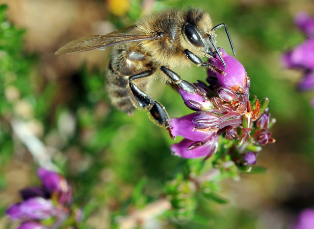livre rencontre avec les abeilles
