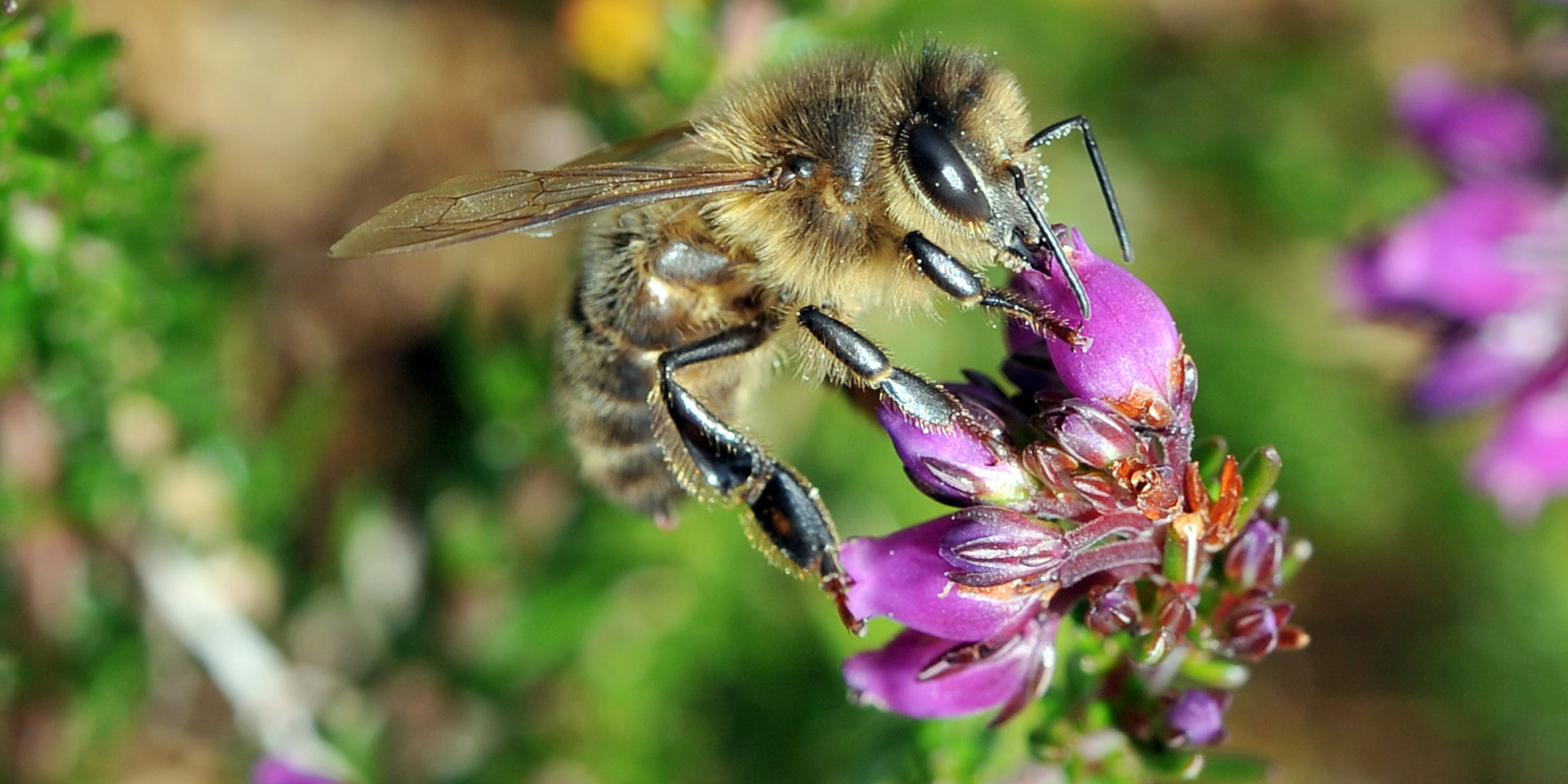 les abeilles victimes des pesticides  ce n u0026 39 est pas aussi