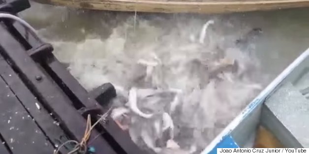 These Terrifying Carnivorous Fish Will Make You Think Twice About Murky Water
