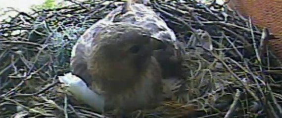 Hawk Cam New York
