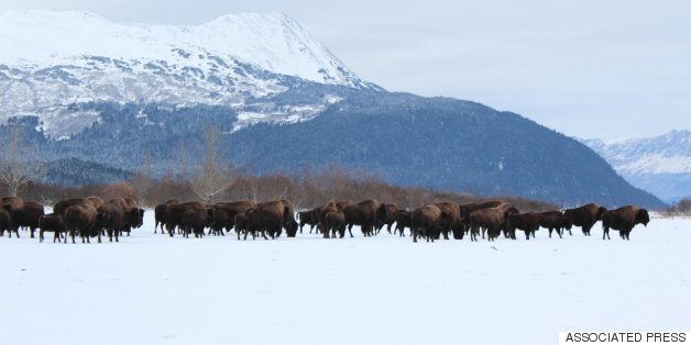 North America's Largest Land Mammal Will Soon Return To Alaska's Wilderness