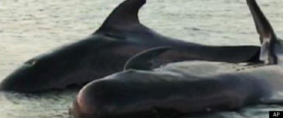 Pilot Whales Stranded Video