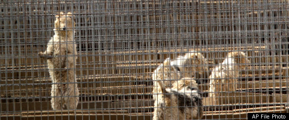 Puppy Mill Ban