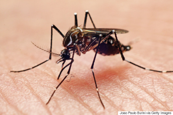 mosquitoes