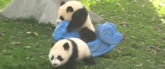 Panda Falls Off Rocking Horse