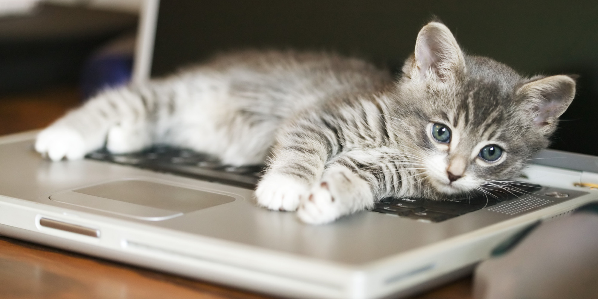 Cat Logic All The Weird Things Cats Seem To Think Make