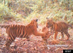 Endangered Tigers Video