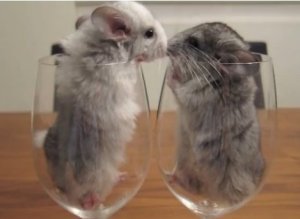 Chinchillas Wine Glasses