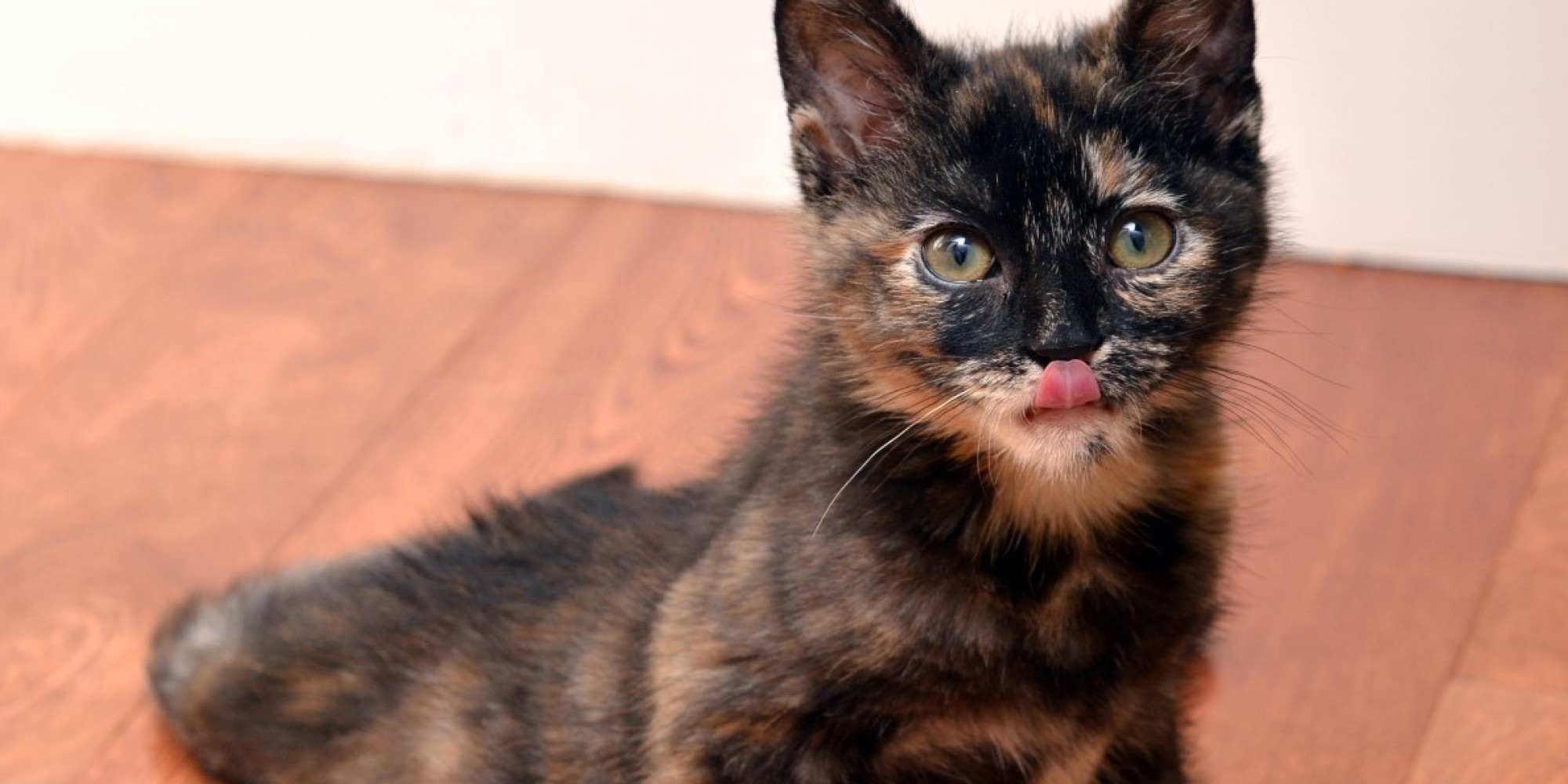 these-moving-photos-capture-the-beauty-of-special-needs-cats-huffpost