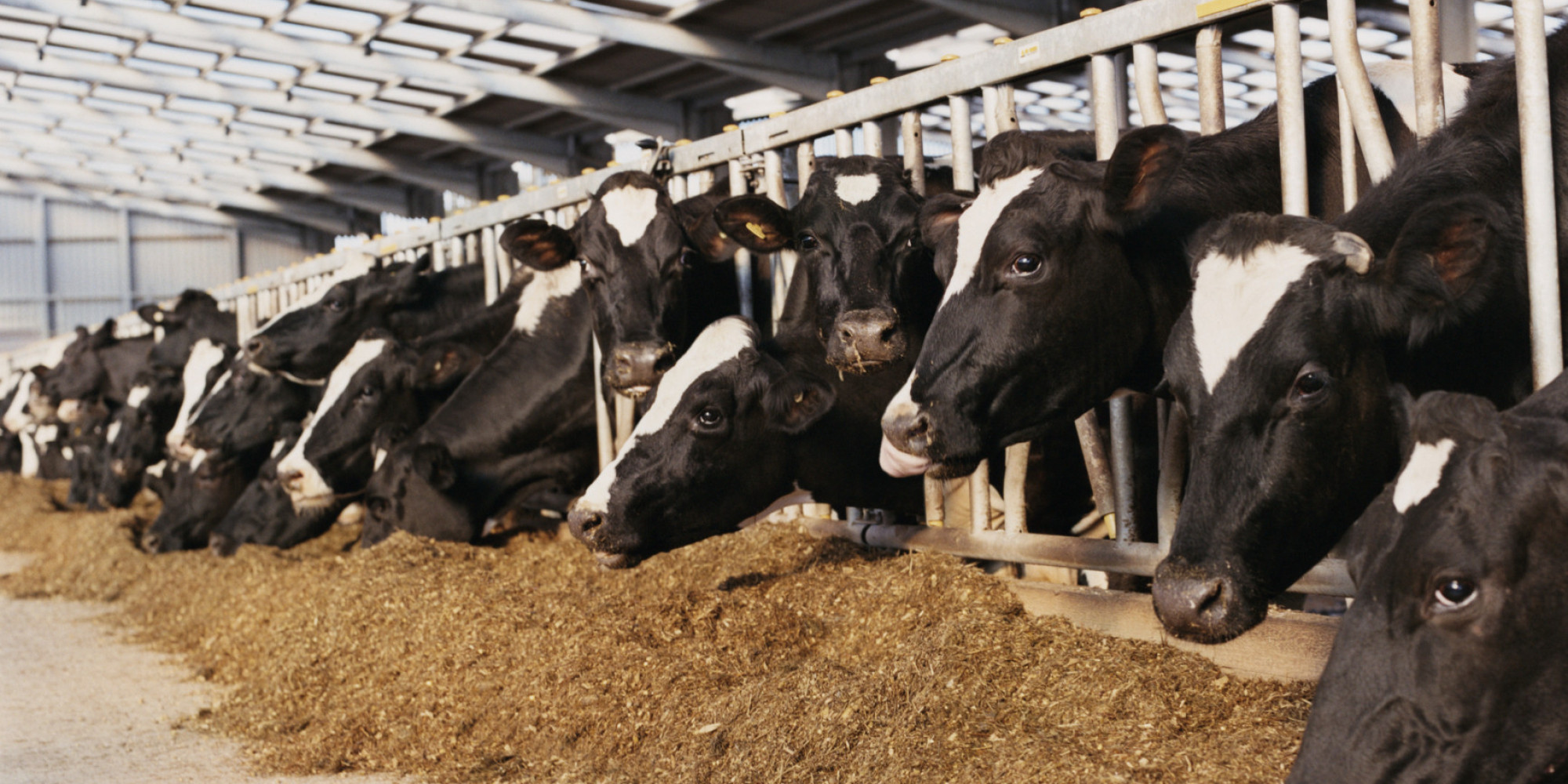 Cowspiracy & the Tipping Point HuffPost