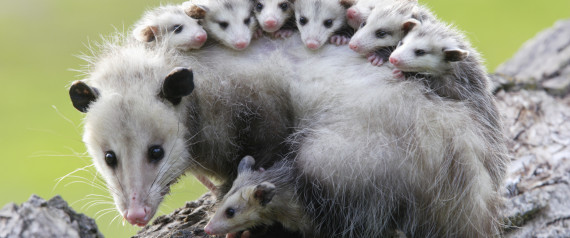 Les opossums pourraient vous sauver des morsures de serpent