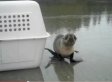 Baby Seal Can't Believe It's Being Released Into The Wild (VIDEO)