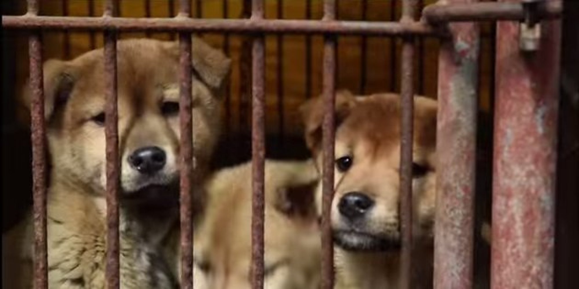 57 Canines Rescued From Dog Meat Farm Are Brought To US To Be
