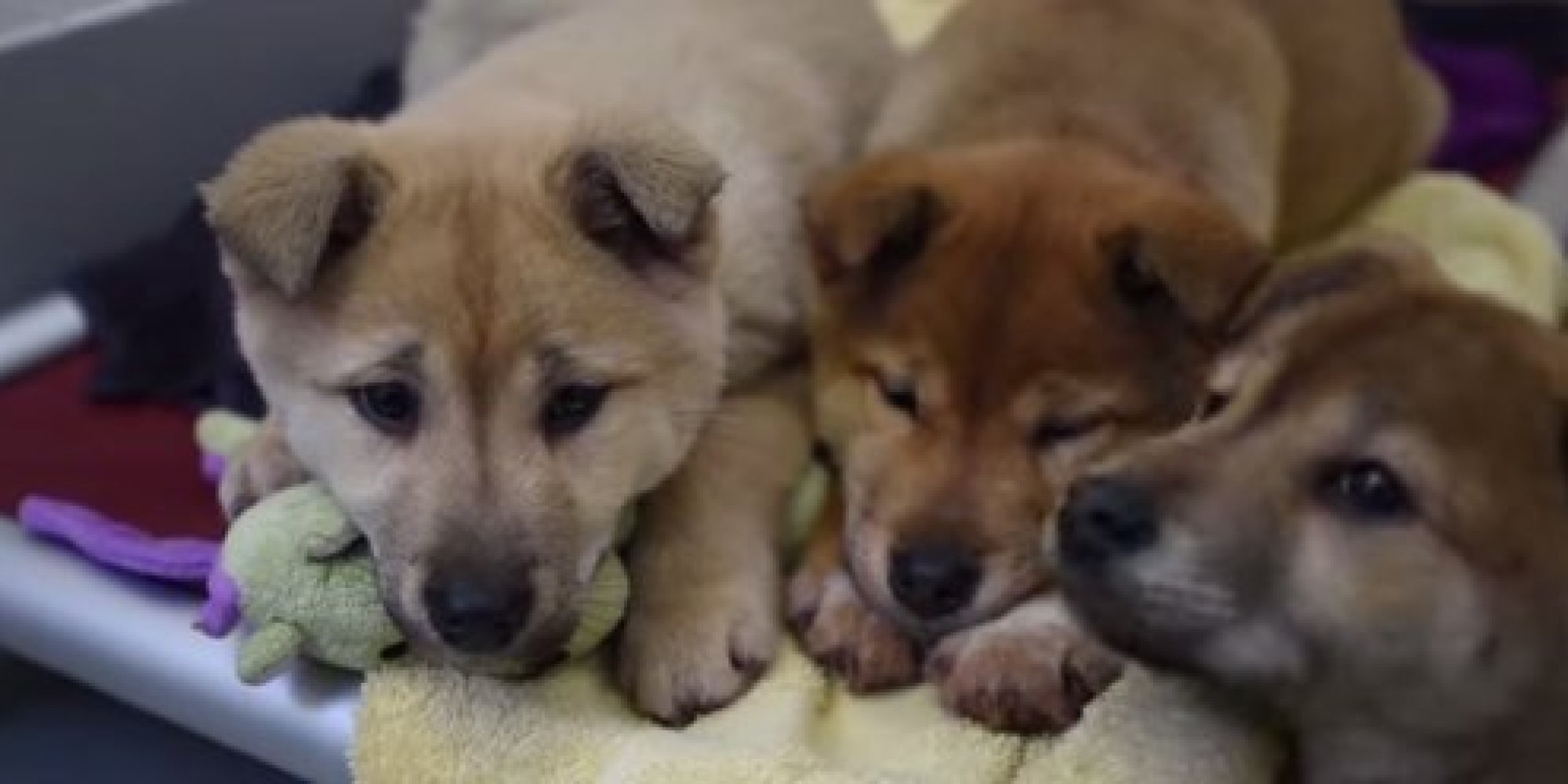 57 Canines Rescued From Dog Meat Farm Are Brought To US To Be