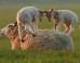 Amazing Levitating Lambs