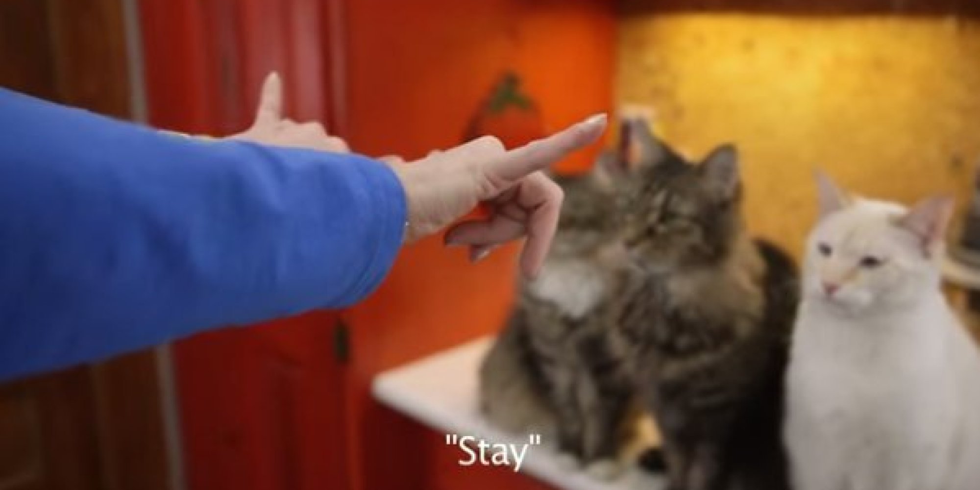 woman-with-hearing-loss-taught-her-deaf-cat-sign-language-including