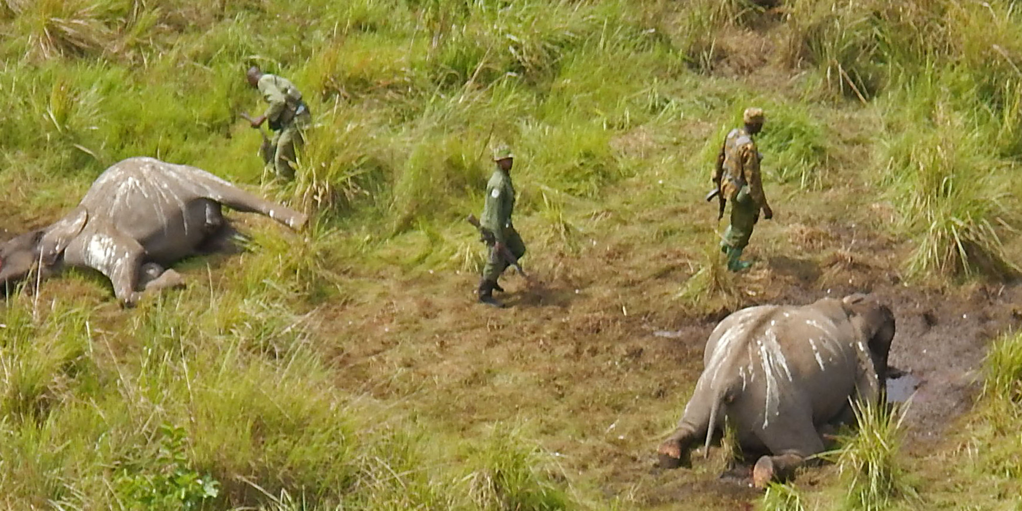 Elephant Massacre Uncovered In Democratic Republic of Congo; 30 Animals
