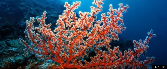 Coral Reefs