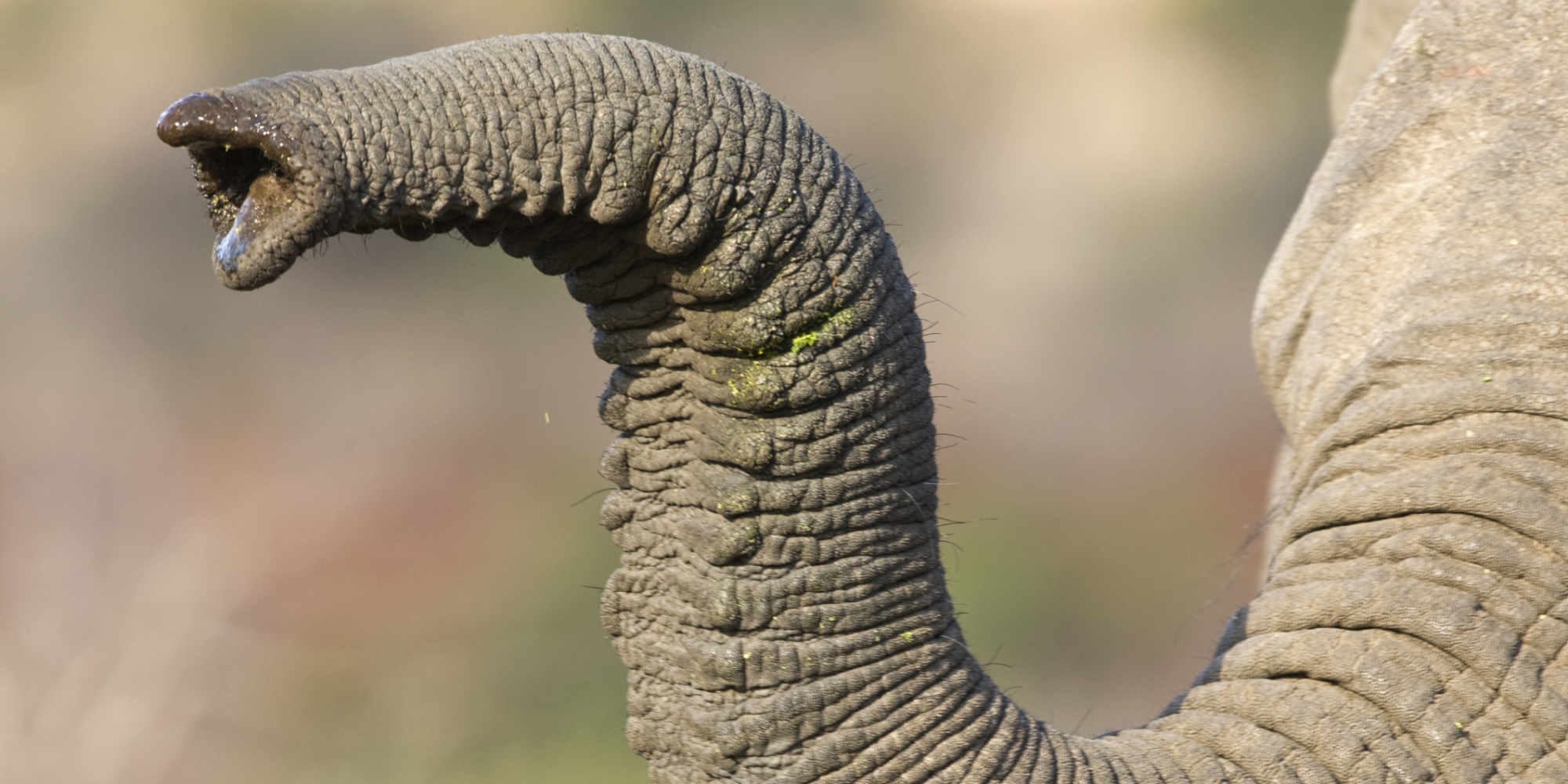 Abused Circus Elephants Forced To Keep Semi-Truck From Overturning