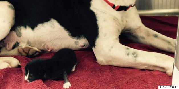 Abandoned Pit Bull Nurses Newborn Kitten, Treats Her 'As Her Own'