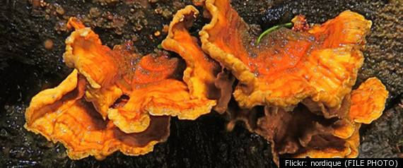 Cryptomycota New Life