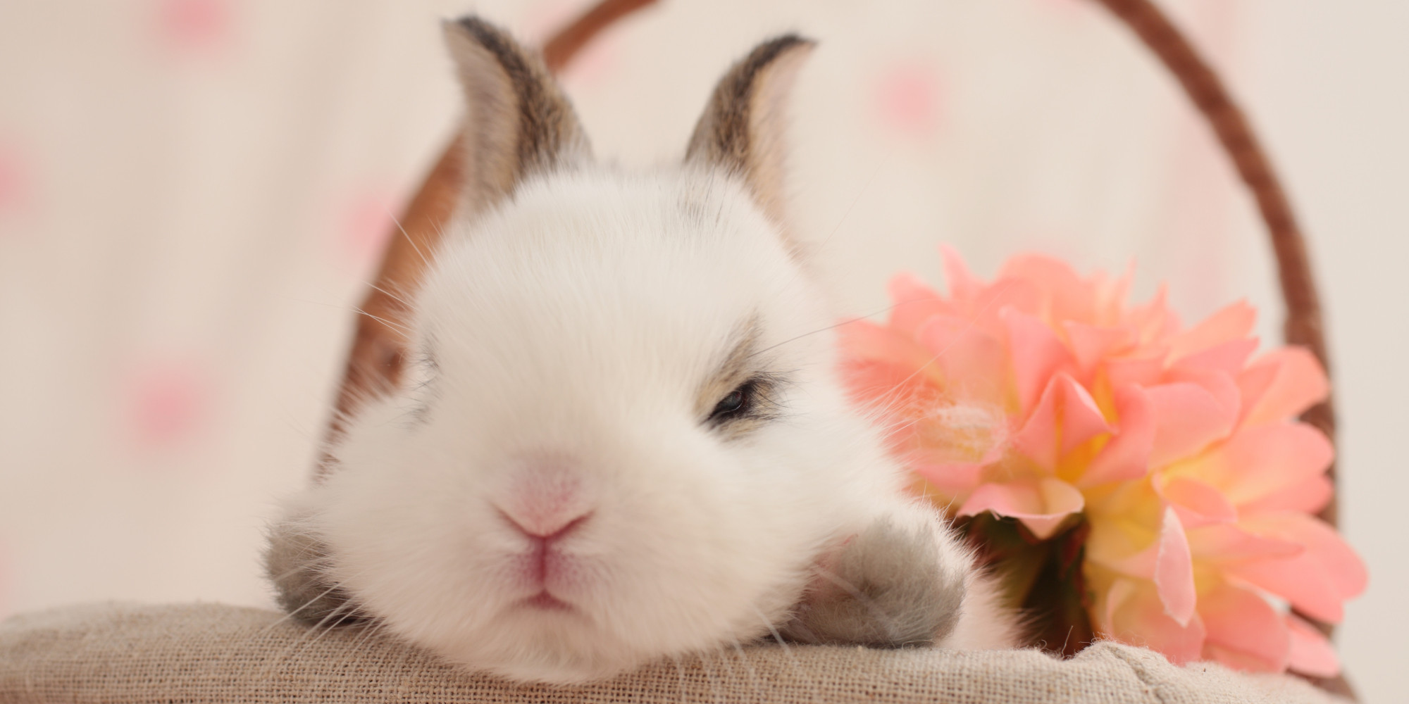 o-SLEEPY-BUNNY-facebook.jpg