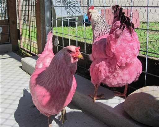 pink chickens oregon
