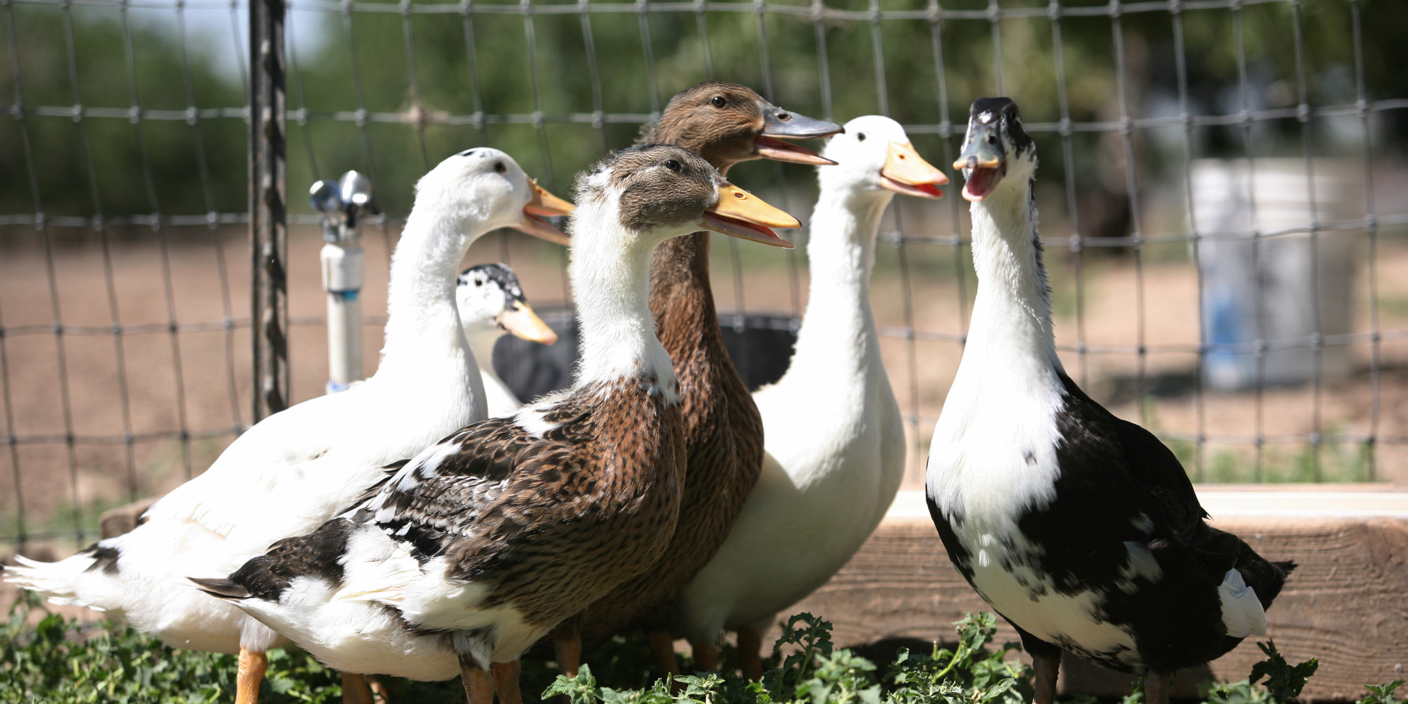 Cruelty Charges Long Overdue for Foie Gras Farmers HuffPost UK