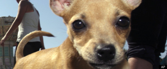 Chihuahua Bomb Scare