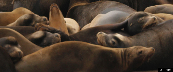 Sea Lion Killing Oregon Washington