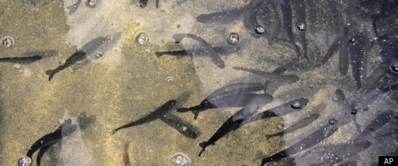 Farm Fish