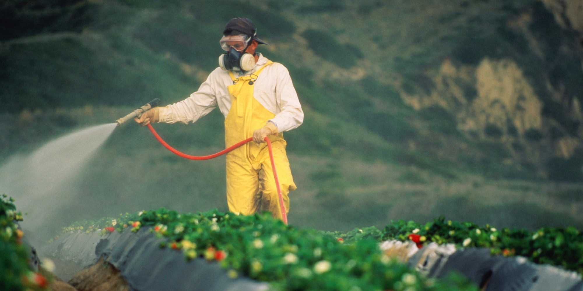 pesticides pesticide fruits fruit vegetables organic bad produce daily