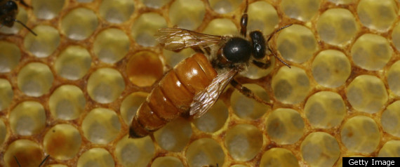 Bee Cell Phones