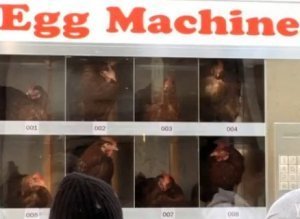 Live Chicken Vending