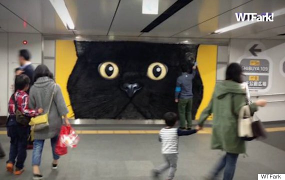 giant pettable cat