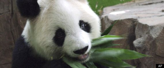 Worlds Oldest Panda Dies Ming Ming Dead